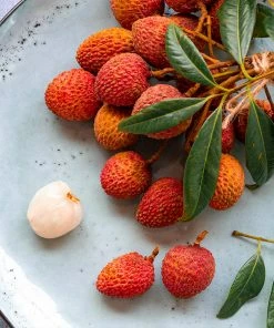 Fast Growing Trees Lychee Tree See All Fruit Trees