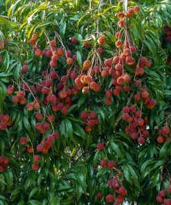 Fast Growing Trees Lychee Tree See All Fruit Trees