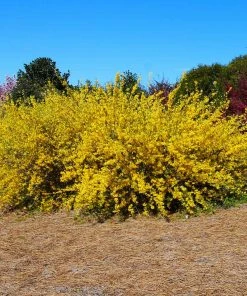 Fast Growing Trees Lynwood Gold Forsythia Shrub