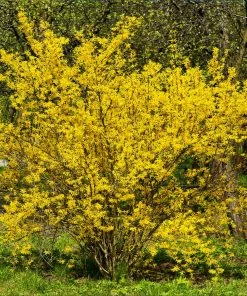 Fast Growing Trees Lynwood Gold Forsythia Shrub