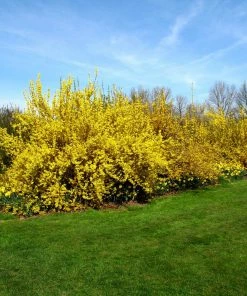 Fast Growing Trees Lynwood Gold Forsythia Shrub