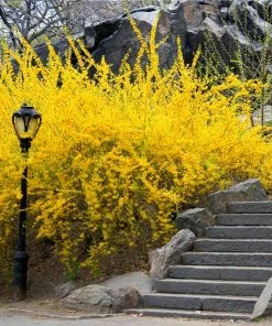 Fast Growing Trees Lynwood Gold Forsythia Shrub