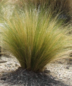 Fast Growing Trees Mexican Feather Grass Ornamental Grasses