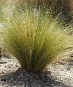 Fast Growing Trees Mexican Feather Grass Ornamental Grasses