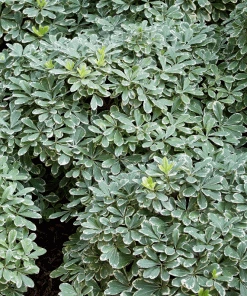 Fast Growing Trees Mojo® Dwarf Pittosporum
