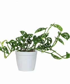 Fast Growing Trees Monstera Adansonii Floor Plants 22 Fast Growing Trees Monstera Adansonii Floor Plants