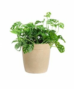 Fast Growing Trees Monstera Adansonii Floor Plants 19 Fast Growing Trees Monstera Adansonii Floor Plants