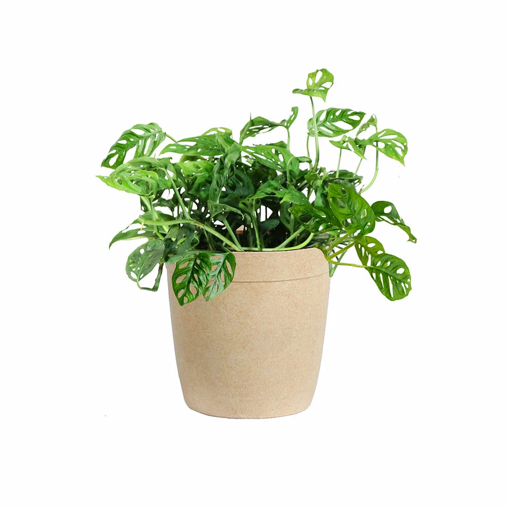 Fast Growing Trees Monstera Adansonii Floor Plants 9 Fast Growing Trees Monstera Adansonii Floor Plants