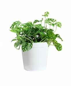 Fast Growing Trees Monstera Adansonii Floor Plants 18 Fast Growing Trees Monstera Adansonii Floor Plants