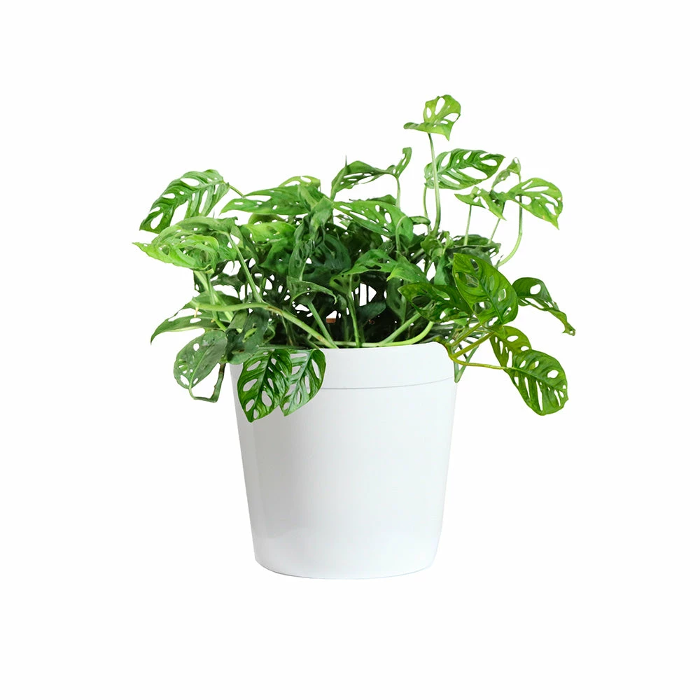 Fast Growing Trees Monstera Adansonii Floor Plants 8 Fast Growing Trees Monstera Adansonii Floor Plants