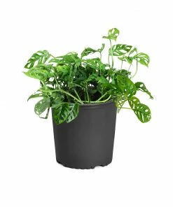 Fast Growing Trees Monstera Adansonii Floor Plants 20 Fast Growing Trees Monstera Adansonii Floor Plants