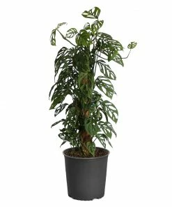 Fast Growing Trees Monstera Adansonii Floor Plants 21 Fast Growing Trees Monstera Adansonii Floor Plants