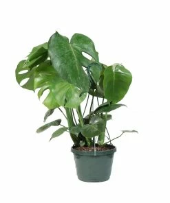 Fast Growing Trees Floor Plants Monstera Deliciosa (Swiss Cheese Plant) 28 Fast Growing Trees Floor Plants Monstera Deliciosa (Swiss Cheese Plant)
