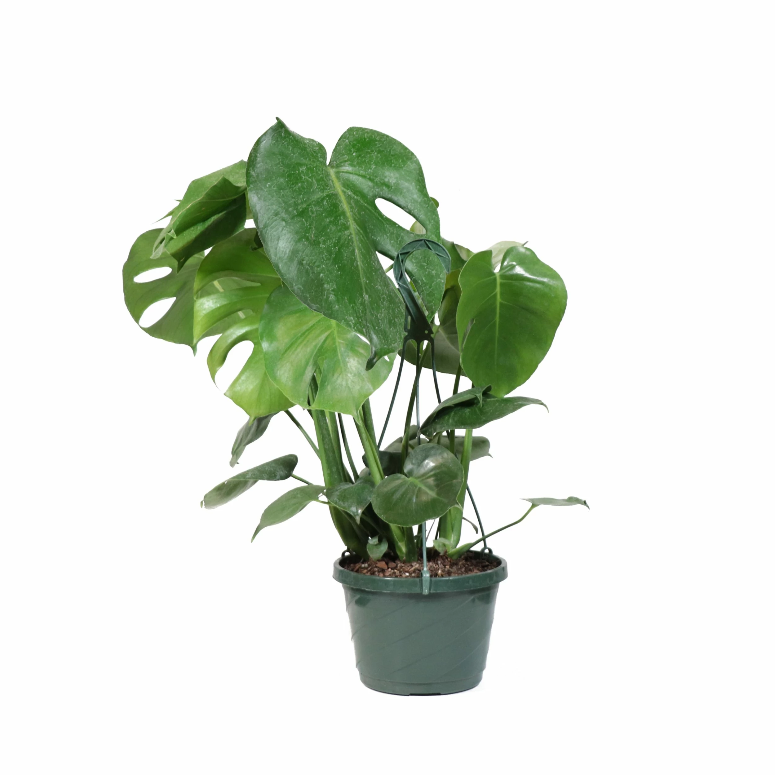 Fast Growing Trees Floor Plants Monstera Deliciosa (Swiss Cheese Plant) 15 Fast Growing Trees Floor Plants Monstera Deliciosa (Swiss Cheese Plant)