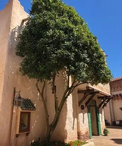 Fast Growing Trees Nut Trees Macadamia Nut Tree