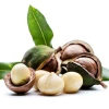 Fast Growing Trees Nut Trees Macadamia Nut Tree