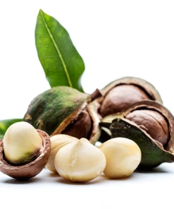 Fast Growing Trees Nut Trees Macadamia Nut Tree