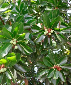 Fast Growing Trees Nut Trees Macadamia Nut Tree