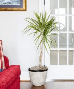 Fast Growing Trees Air Purifying House Plants Braided Madagascar Dragon Tree