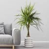 Fast Growing Trees Air Purifying House Plants Braided Madagascar Dragon Tree