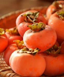 Fast Growing Trees Persimmon Trees Weeping Persimmon