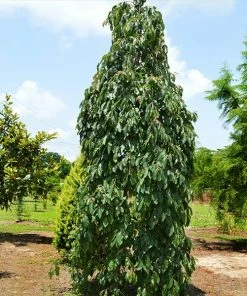 Fast Growing Trees Persimmon Trees Weeping Persimmon