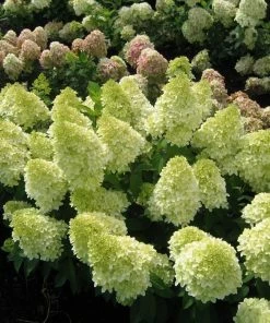 Fast Growing Trees Magical® Candle Hydrangea Shrub Hydrangea Shrubs