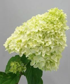 Fast Growing Trees Magical® Candle Hydrangea Shrub Hydrangea Shrubs 9 Fast Growing Trees Magical® Candle Hydrangea Shrub Hydrangea Shrubs