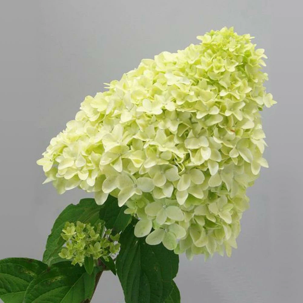 Fast Growing Trees Magical® Candle Hydrangea Shrub Hydrangea Shrubs 6 Fast Growing Trees Magical® Candle Hydrangea Shrub Hydrangea Shrubs