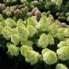 Fast Growing Trees Magical® Candle Hydrangea Shrub Hydrangea Shrubs