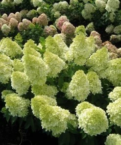Fast Growing Trees Magical® Candle Hydrangea Shrub Hydrangea Shrubs