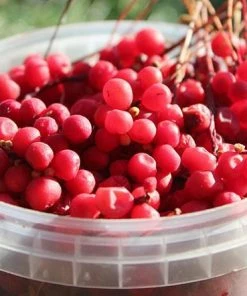 Fast Growing Trees Magnolia Vine (Five Flavor Fruit)