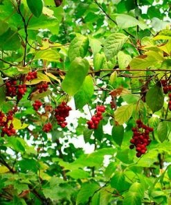 Fast Growing Trees Magnolia Vine (Five Flavor Fruit)