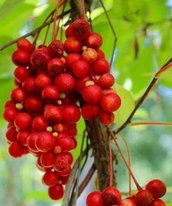 Fast Growing Trees Magnolia Vine (Five Flavor Fruit)