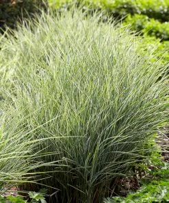 Fast Growing Trees Morning Light Miscanthus Ornamental Grasses