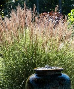 Fast Growing Trees Morning Light Miscanthus Ornamental Grasses