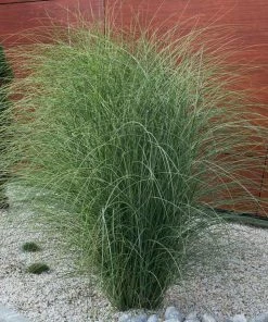 Fast Growing Trees Morning Light Miscanthus Ornamental Grasses