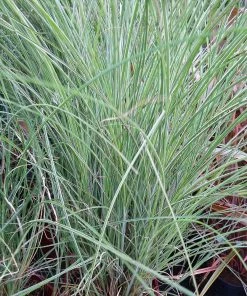 Fast Growing Trees Morning Light Miscanthus Ornamental Grasses