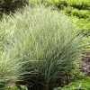 Fast Growing Trees Morning Light Miscanthus Ornamental Grasses 1 Fast Growing Trees Morning Light Miscanthus Ornamental Grasses