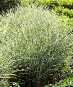 Fast Growing Trees Morning Light Miscanthus Ornamental Grasses