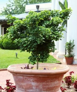 Fast Growing Trees Ginkgo Biloba 'Mariken' Tree