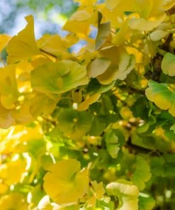 Fast Growing Trees Ginkgo Biloba 'Mariken' Tree