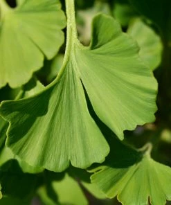 Fast Growing Trees Ginkgo Biloba 'Mariken' Tree