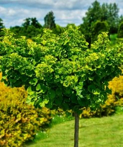 Fast Growing Trees Ginkgo Biloba 'Mariken' Tree
