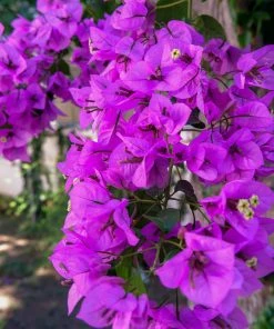 Fast Growing Trees Majestic Purple Bougainvillea See All Shrubs & Hedges