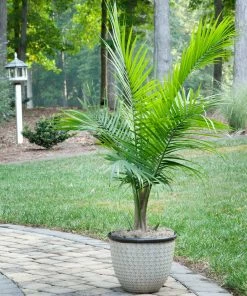 Fast Growing Trees Majesty Palm Tree