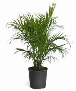 Fast Growing Trees Majesty Palm Tree