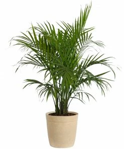 Fast Growing Trees Majesty Palm Tree