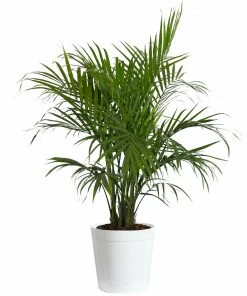 Fast Growing Trees Majesty Palm Tree