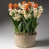 Fast Growing Trees Tabletop Bulb Gardens Spring Blooming Tulip & Daffodil Bulbs Pot